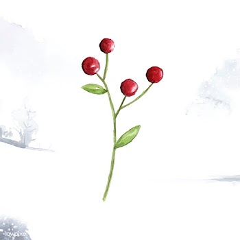 Christmas berries painted by watercolor vecto.. | Free stock vector - 489267