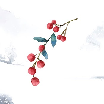 Christmas berries painted by watercolor vecto.. | Free stock vector - 489284