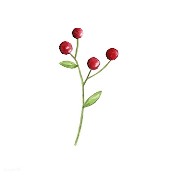 Christmas berries painted by watercolor vecto.. | Free stock vector - 489291