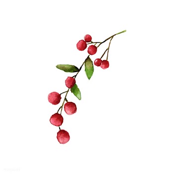 Christmas berries painted by watercolor vecto.. | Free stock vector - 489306