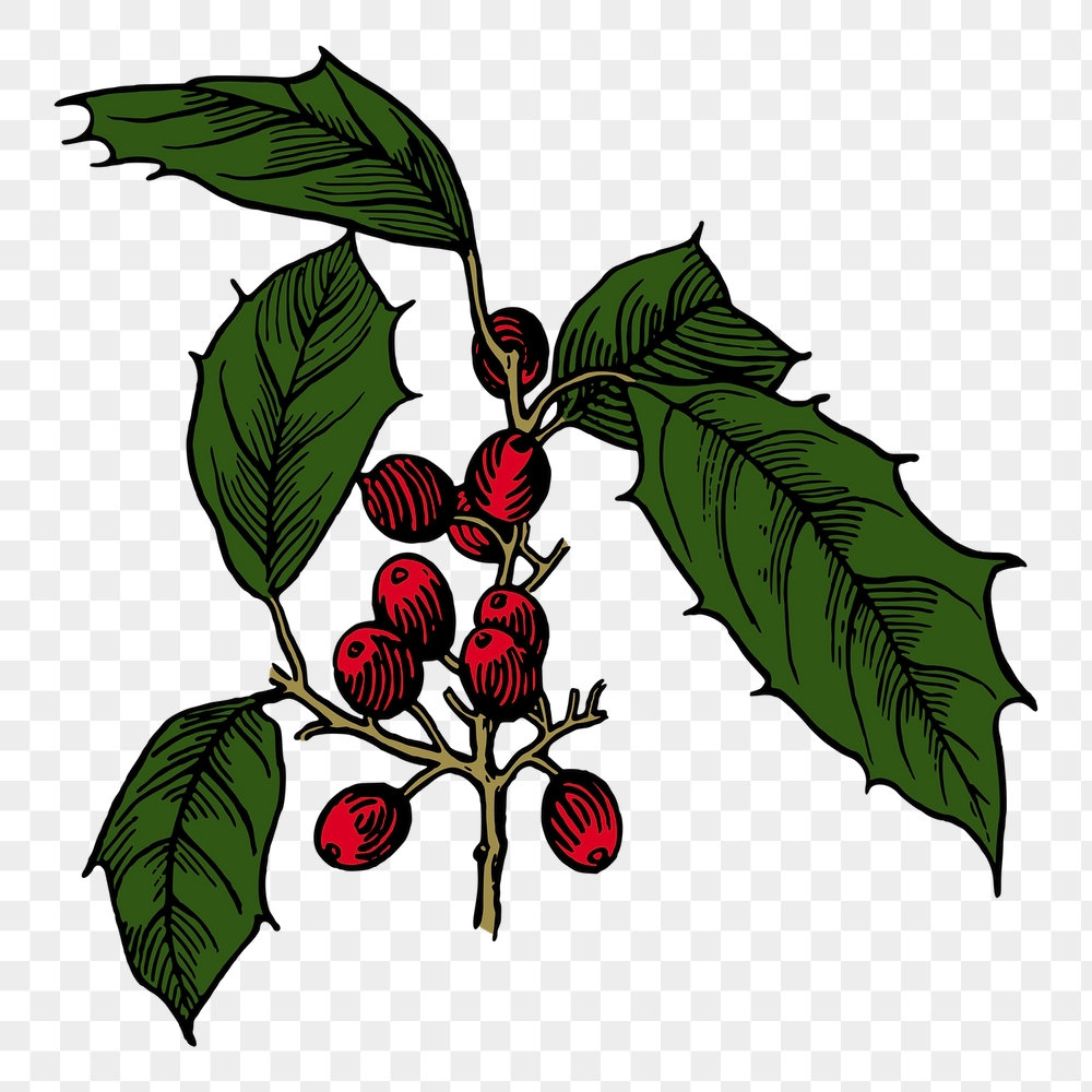Christmas berry png sticker, vintage | Free PNG - rawpixel