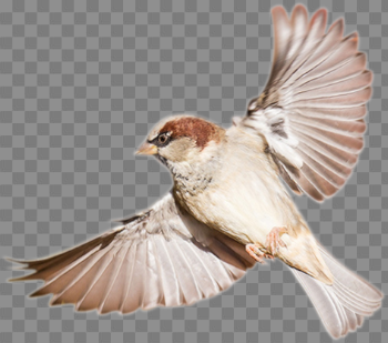 Christmas Birds PNG Free Download
