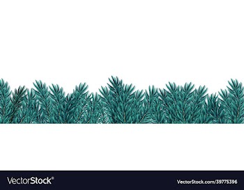 christmas blue fir tree branches on white