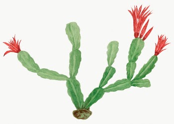 Christmas cactus drawing, vintage botanical | Free Photo Illustration - rawpixel