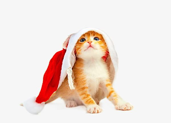 Christmas Cat PNG, Clipart, Cat, Cat Clipart, Cat Clipart ...