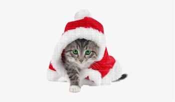 Christmas Cat - Striped Cat Dressed Like Santa For Christmas ...