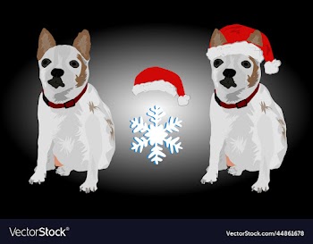 christmas chihuahua