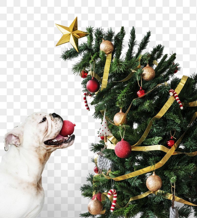 Christmas dog png sticker, transparent | Free PNG - rawpixel