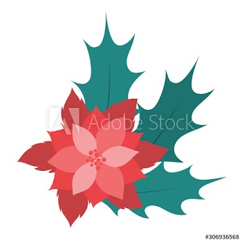 Christmas Flower or poinsettia