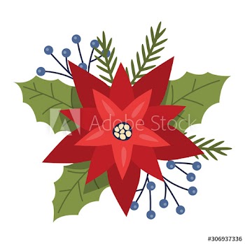 Christmas Flower or poinsettia