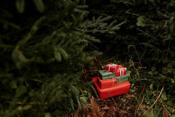 Christmas gift boxes under pine | Free Photo - rawpixel