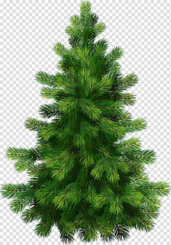 Christmas, green holiday tree transparent background PNG clipart