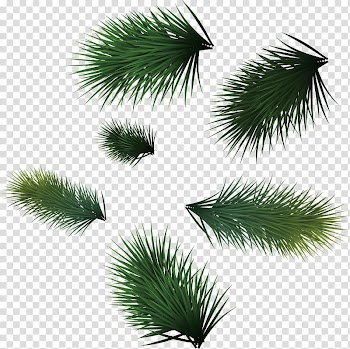 Christmas Leaf Icon, Green pine needles transparent background PNG clipart