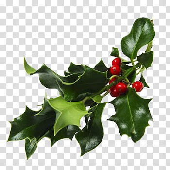 CHRISTMAS MEGA, green mistletoe plant transparent background PNG clipart