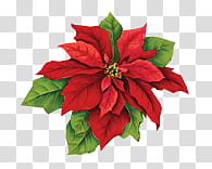 CHRISTMAS MEGA, red and green-leafed plant transparent background PNG clipart