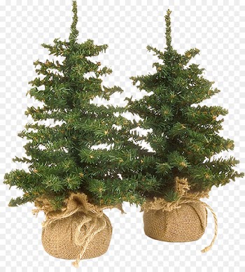 Christmas ornament Spruce New Year tree Christmas tree Clip art - bonsai trees 