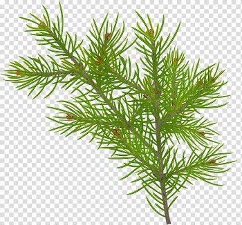 Christmas pine fir, drawing of green plant transparent background PNG clipart