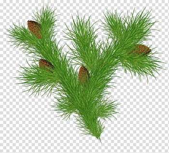 Christmas pine fir, green-leafed plant transparent background PNG clipart