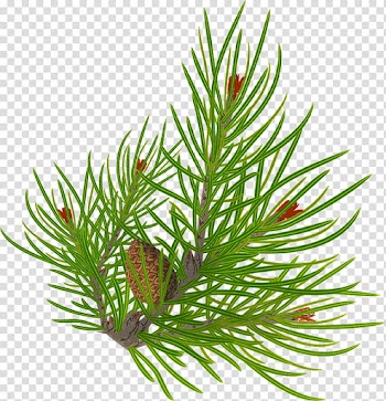 Christmas pine fir, green pinecone plant transparent background PNG clipart
