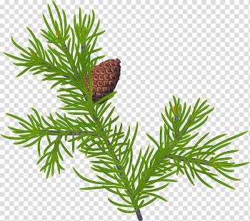 Christmas pine fir, green plant illustration transparent background PNG clipart