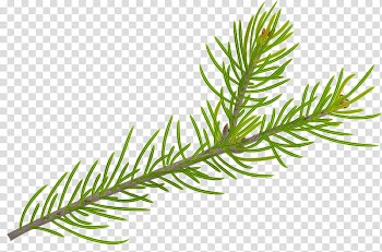 Christmas pine fir, green plant illustration transparent background PNG clipart