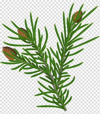 Christmas pine fir, green plant illustration transparent background PNG clipart