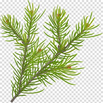Christmas pine fir, green tree leaves transparent background PNG clipart