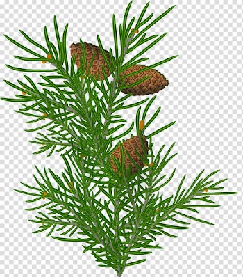 Christmas pine fir, pinecone illustration transparent background PNG clipart