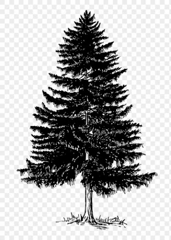 Christmas png pine tree clipart, | Free PNG Illustration - rawpixel