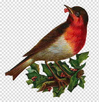 Christmas Resource , brown and white bird transparent background PNG clipart