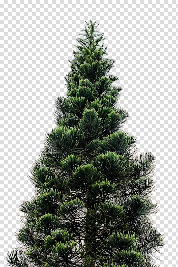 Christmas Resource , green Christmas tree transparent background PNG clipart
