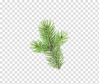 Christmas Resource , green leaf transparent background PNG clipart