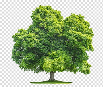 Christmas Resource , green leaf tree transparent background PNG clipart