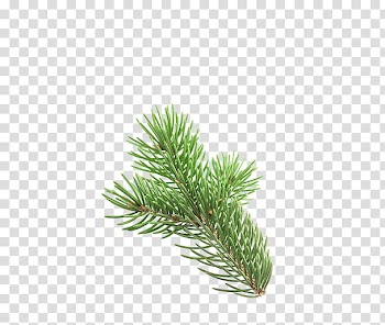 Christmas Resource , green leafed plant transparent background PNG clipart