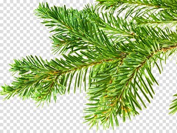 Christmas Resource , green-leafed tree transparent background PNG clipart
