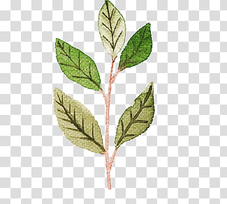 Christmas Resource , green leaves transparent background PNG clipart