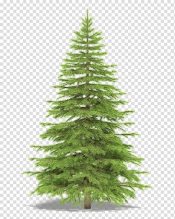 Christmas Resource , green pine tree illustration transparent background PNG clipart