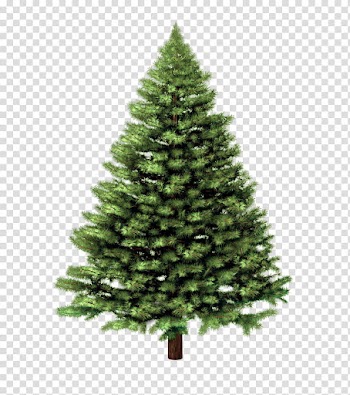Christmas Resource , green pine tree illustration transparent background PNG clipart