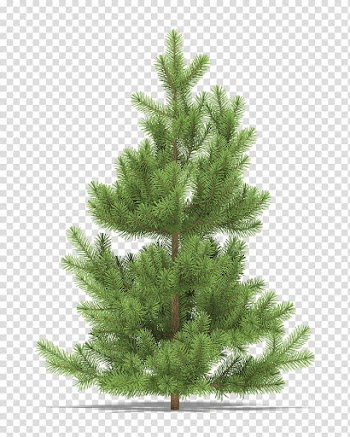 Christmas Resource , green pine tree illustration transparent background PNG clipart