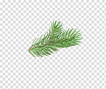 Christmas Resource , green pine tree leaf transparent background PNG clipart
