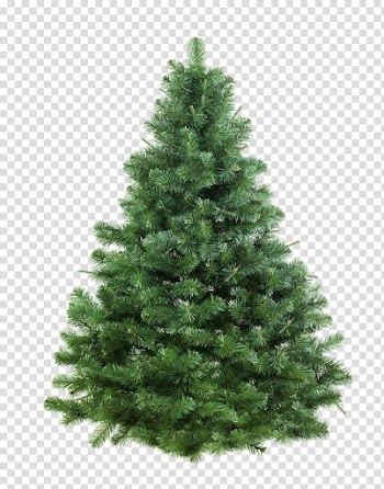 Christmas Resource , green pine tree transparent background PNG clipart