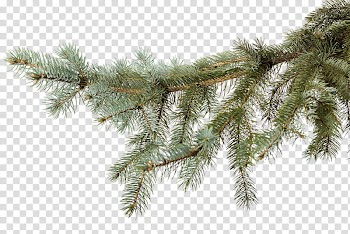 Christmas Resource , green pine tree transparent background PNG clipart
