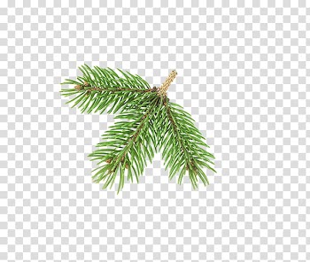 Christmas Resource , green plant transparent background PNG clipart