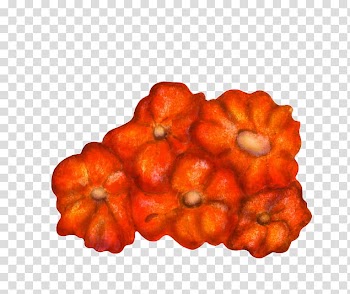 Christmas Resource , orange petaled flower painting transparent background PNG clipart