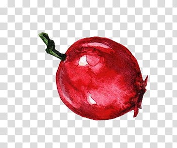Christmas Resource , red fruit art transparent background PNG clipart