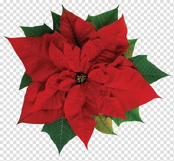 Christmas s, red poinsettia flower transparent background PNG clipart