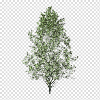 Christmas tree Aspen Christmas decoration Woody plant, arboles transparent background PNG clipart