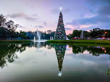 Christmas Tree Beside the Water