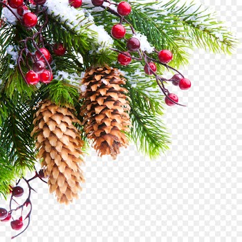 Christmas tree Branch Photography - pine cone 