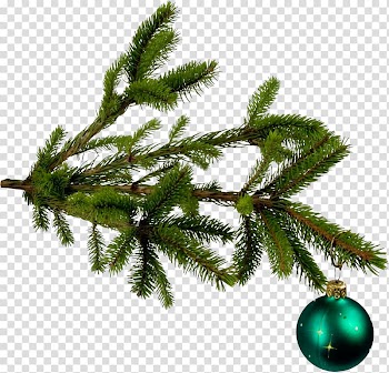 Christmas tree Christmas ornament Fir, christmas tree transparent background PNG clipart